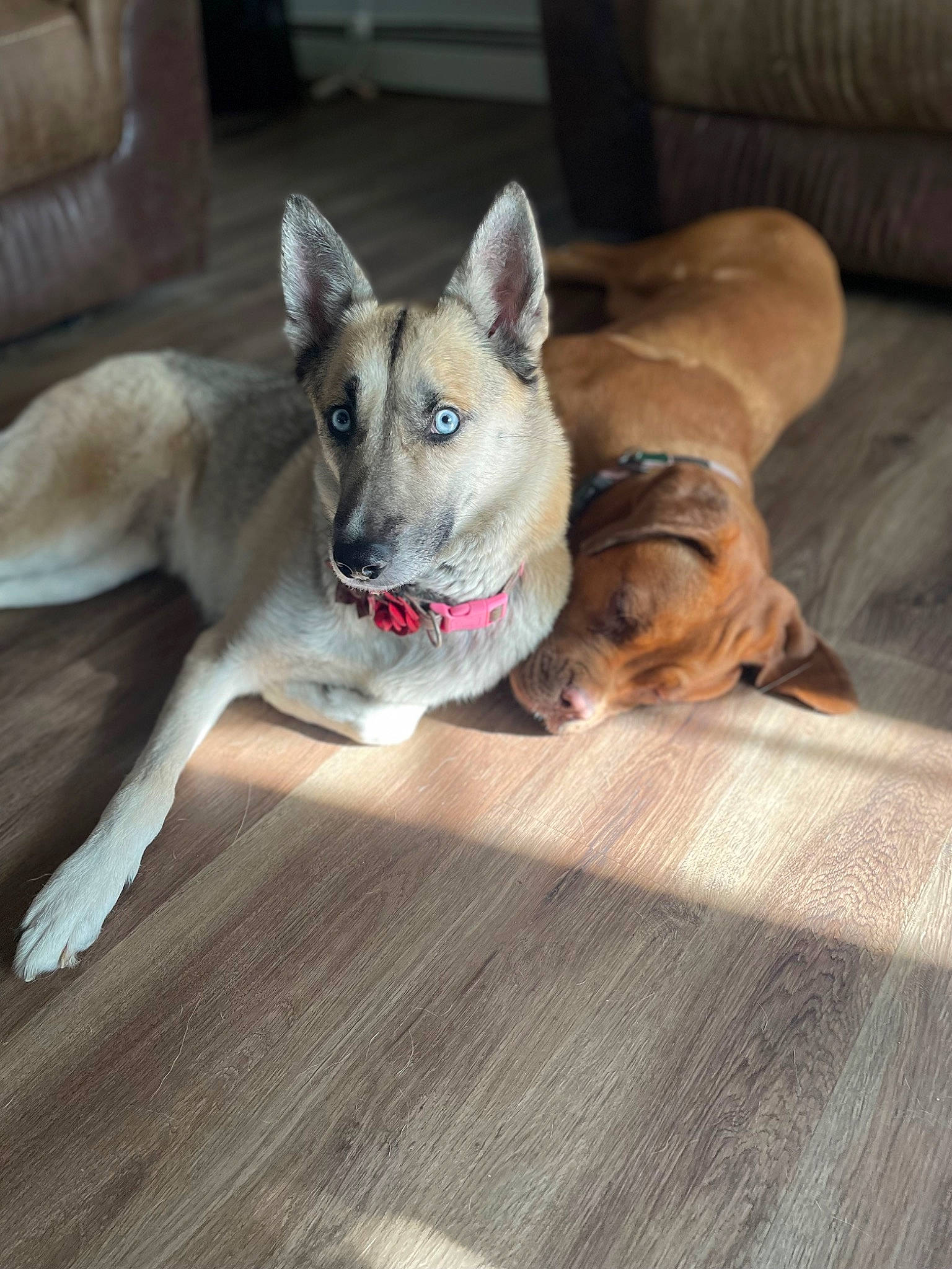 Nova Jeter joined the competition — help win amazing prizes! canidae, carnivore, comfort, companion_dog, couch, dog, dog_breed, dog_supply, fawn, flooring, hardwood, paw, puppy, snout, sporting_group, tail, whiskers, wood, wood_flooring, working_animal