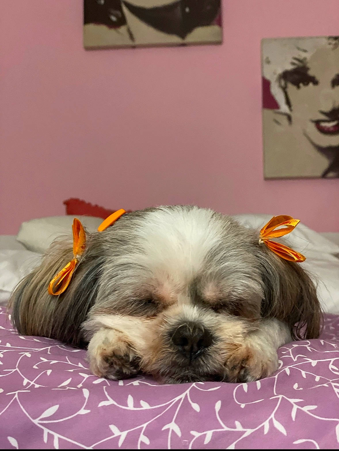 Mimi Jeter joined the competition — help win amazing prizes! canidae, carnivore, comfort, companion_dog, dog, dog_breed, dog_supply, fawn, fur, liver, maltepoo, nap, picture_frame, small_terrier, snout, sporting_group, terrier, toy_dog, working_animal, yorkipoo