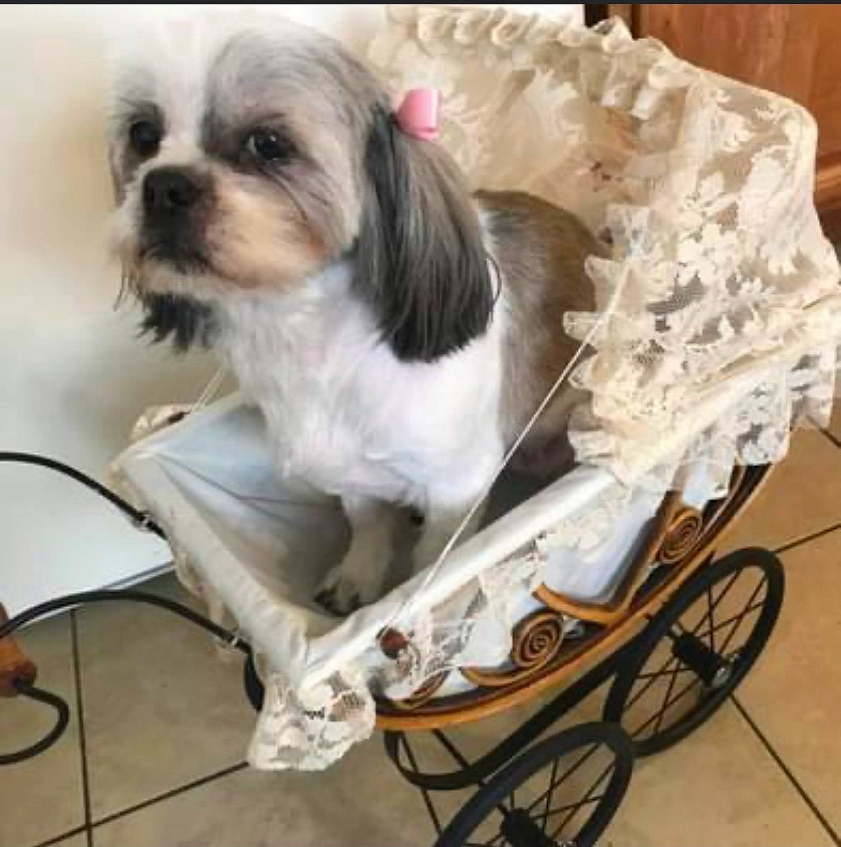 Mimi Jeter is registered to the contest to win money with this photo: carnivore, carriage, cart, chair, collar, companion_dog, dog, dog_breed, dog_supply, fur, liver, pet_supply, shih_poo, shih_tzu, small_terrier, snout, tire, toy_dog, wheel, working_animal