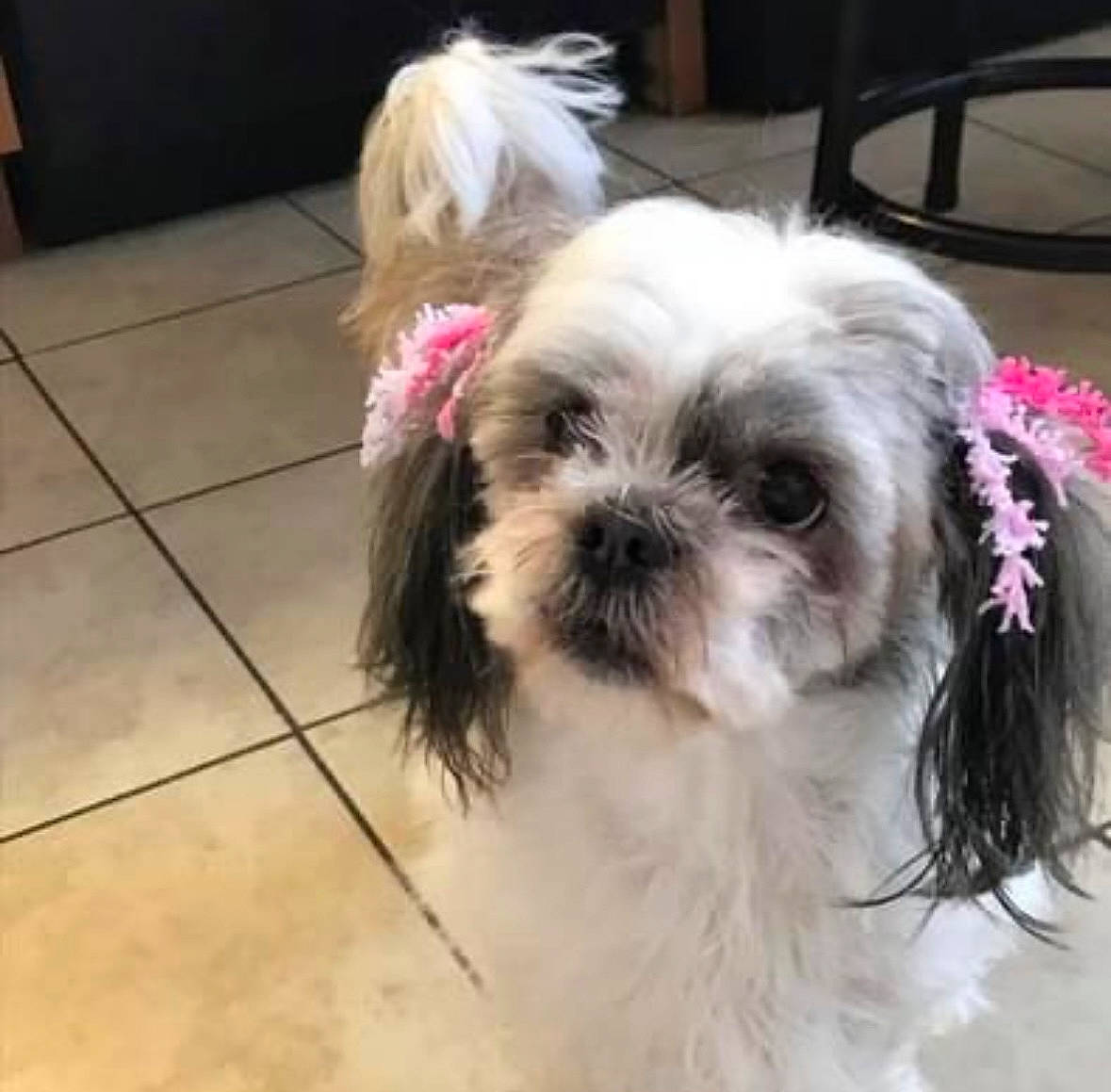 Mimi Jeter is registered to the contest to win money with this photo: canidae, carnivore, companion_dog, dog, dog_breed, dog_supply, eye, fawn, flooring, fur, liver, mal_shi, pet_supply, shih_poo, shih_tzu, snout, sporting_group, tile_flooring, toy_dog, working_animal