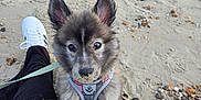 Nala joined the competition — help win amazing prizes! puppy, dog, beach, sand, rocks, leash, harness, ears, fur, person, shoe, sneaker, black_pants, outdoor, pet, cute, animal, sandy_nose, sitting, daytime