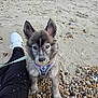 puppy, dog, beach, sand, rocks, leash, harness, ears, fur, person, shoe, sneaker, black_pants, outdoor, pet, cute, animal, sandy_nose, sitting, daytime