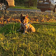 Nala joined the competition — help win amazing prizes! puppy, dog, grass, leash, harness, outdoor, sunlight, fence, car, pet, animal, cute, brown, small, sitting, nature, daytime, young, adorable, parked_vehicle