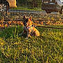puppy, dog, grass, leash, harness, outdoor, sunlight, fence, car, pet, animal, cute, brown, small, sitting, nature, daytime, young, adorable, parked_vehicle