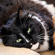 Tokyo Dream a rejoint le concours — aidez-le/la à gagner de superbes lots ! cat, black_and_white, green_eyes, close_up, whiskers, feline, resting, soft_surface, fluffy, orange_fur, companion, cute, pets, domestic_animal, relaxed, indoor, portrait, fur, animal_face, laying_down