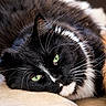 animal_face, black_and_white, cat, close_up, companion, cute, domestic_animal, feline, fluffy, fur, green_eyes, indoor, laying_down, orange_fur, pets, portrait, relaxed, resting, soft_surface, whiskers