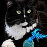 Tokyo Dream participe au concours pour gagner de l'argent avec cette photo : cat, tuxedo_cat, black_and_white, animal, pet, feline, whiskers, yellow_eyes, toy, feathers, blue, close_up, portrait, indoor, playful, paws, fur, black_background, cute, resting