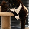 Tokyo Dream a rejoint le concours — aidez-le/la à gagner de superbes lots ! cat, black_and_white, fluffy, cat_tree, indoor, relaxed, paw, feline, pet, yellow_eyes, fur, whiskers, cozy, resting, animal, domestic, portrait, cute, mammal, lazy