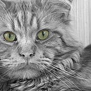 Scotty participe au concours pour gagner de l'argent avec cette photo : cat, close_up, fluffy, green_eyes, whiskers, fur, portrait, animal, pet, feline, muzzle, face, texture, soft, monochrome, grayscale, detail, indoor, whiskers_visible, calm