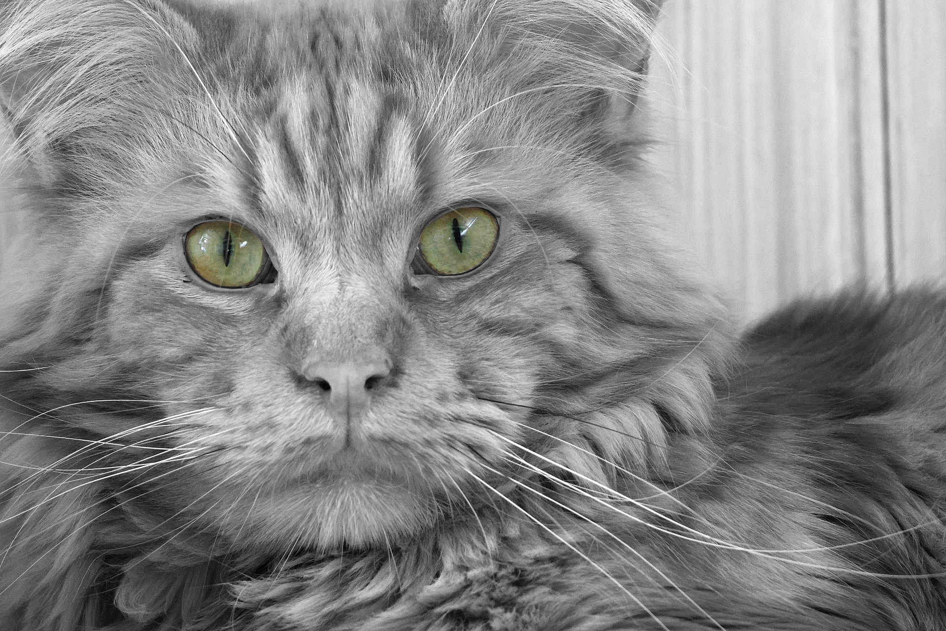 Scotty participe au concours pour gagner de l'argent avec cette photo : cat, close_up, fluffy, green_eyes, whiskers, fur, portrait, animal, pet, feline, muzzle, face, texture, soft, monochrome, grayscale, detail, indoor, whiskers_visible, calm