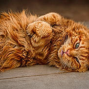 Scotty Dream participe au concours pour gagner de l'argent avec cette photo : cat, orange_cat, fluffy, curly_fur, relaxed, lying_down, paw, whiskers, green_eyes, pet, animal, feline, cute, fur, close_up, indoor, resting, mammal, domestic_animal, sleepy