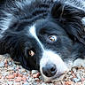 Spy participe au concours pour gagner de l'argent avec cette photo : dog, black_and_white, border_collie, close_up, lying_down, fur, pet, animal, outdoor, gravel, nose, ears, eyes, curious, expression, mammal, face, portrait, resting, fluffy