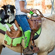 Spy a rejoint le concours — aidez-le/la à gagner de superbes lots ! dog, horse, rider, saddle, green_saddle_bags, green_leg_wraps, animal, outdoor, pet, equestrian, person, jeans, boots, leather, street, daylight, companion, animal_friendship, urban, casual