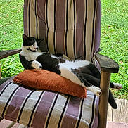 Walter joined the competition — help win amazing prizes! cat, black_and_white_cat, pet, animal, sleeping, relaxed, lounging, chair, cushion, outdoor, garden, grass, wooden_armrests, striped_fabric, portrait, domestic_cat, paw, sunlight, backyard, nap