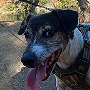 Jesse joined the competition — help win amazing prizes! american_flag, bridge, canine, daytime, dog, ground, happy, harness, leash, nature, outdoor, park, pet, river, shadow, sky, tongue_out, trees, walk, water
