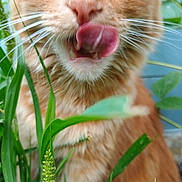 Thétis participe au concours pour gagner de l'argent avec cette photo : cat, orange_tabby, tongue_out, close_up, whiskers, green_grass, outdoor, nature, feline, pet, curious, fur, animal, playful, tongue, face, eyes, nose, plants