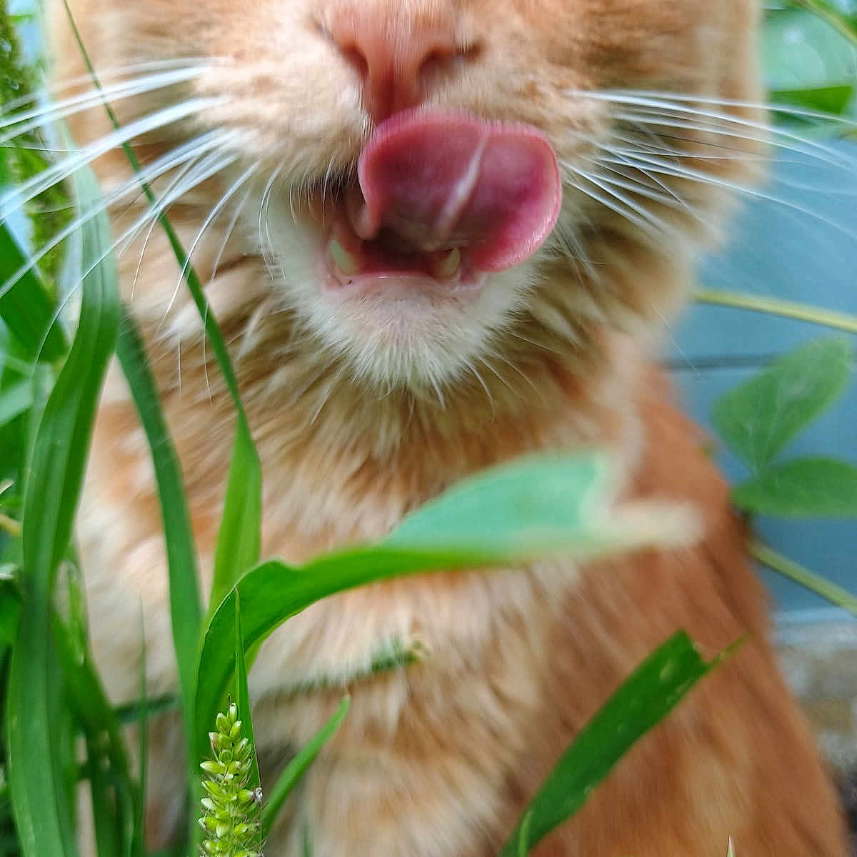 Thétis participe au concours pour gagner de l'argent avec cette photo : animal, cat, close_up, curious, eyes, face, feline, fur, green_grass, nature, nose, orange_tabby, outdoor, pet, plants, playful, tongue, tongue_out, whiskers