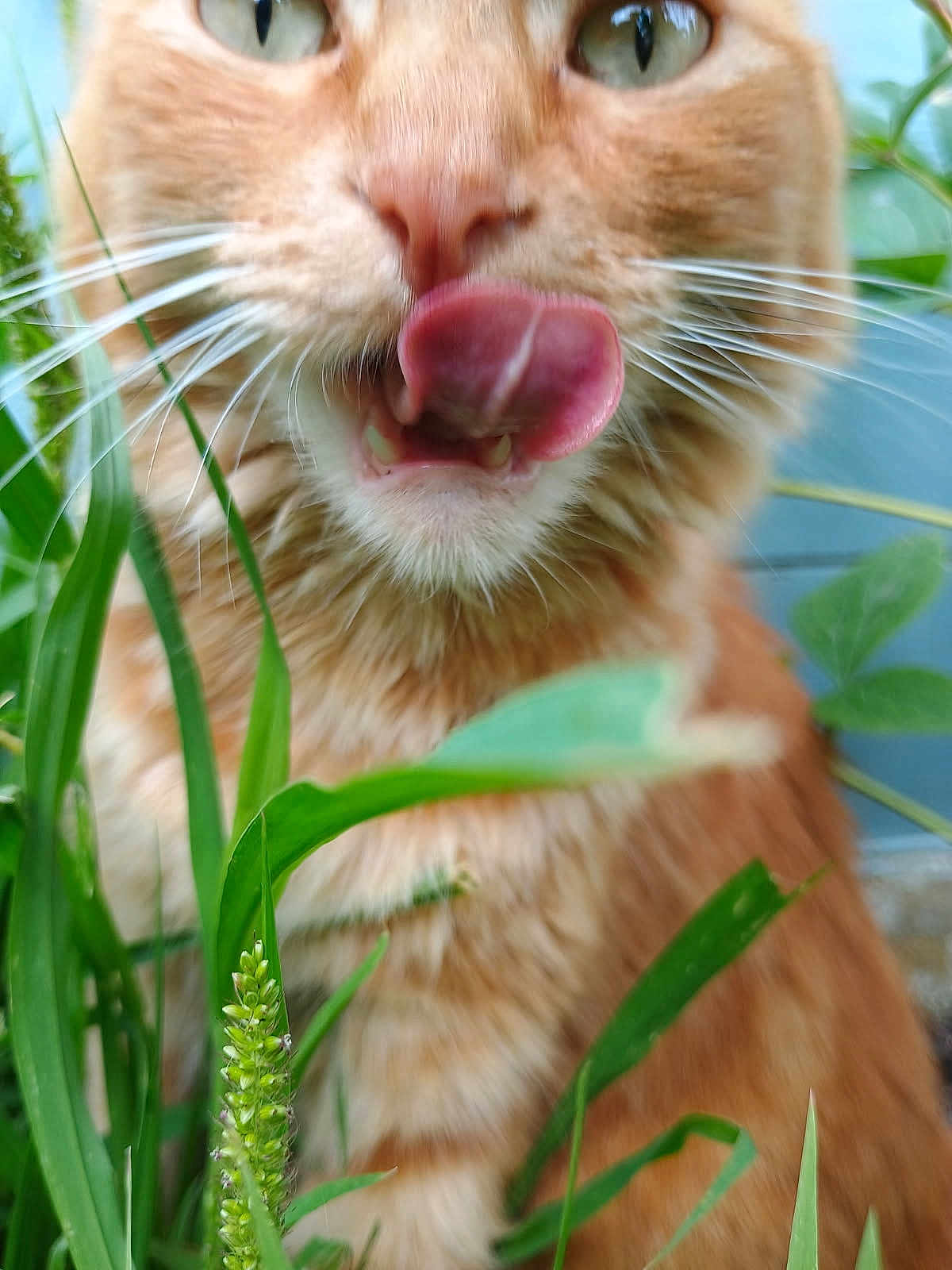 Thétis participe au concours pour gagner de l'argent avec cette photo : cat, orange_tabby, tongue_out, close_up, whiskers, green_grass, outdoor, nature, feline, pet, curious, fur, animal, playful, tongue, face, eyes, nose, plants