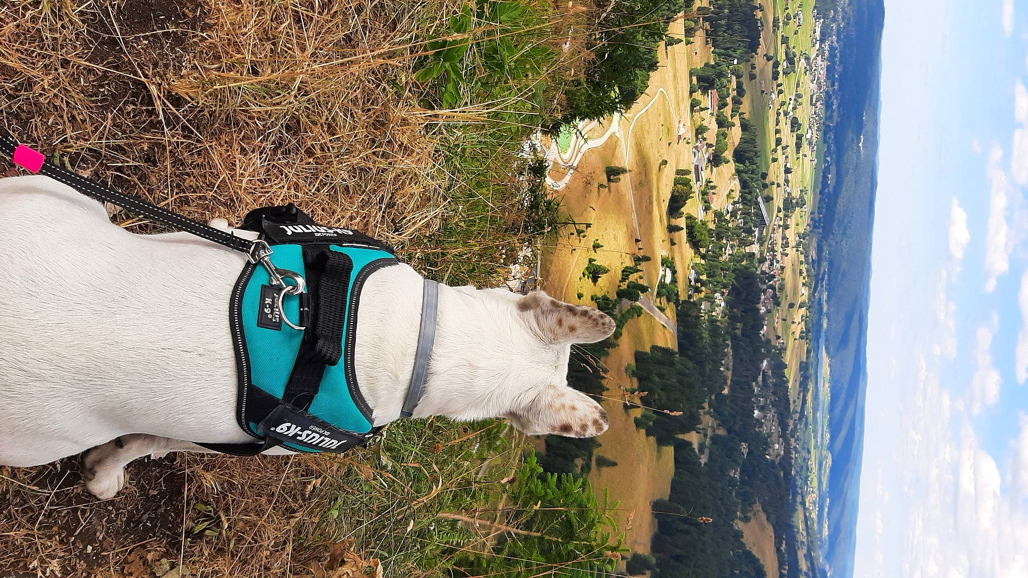 Miya a rejoint le concours — aidez-le/la à gagner de superbes lots ! adventure, canidae, carnivore, collar, companion_dog, dog, dog_breed, dog_clothes, dog_collar, dog_supply, electric_blue, fawn, grass, leash, pet_supply, plant, sky, sporting_group, tail, working_animal