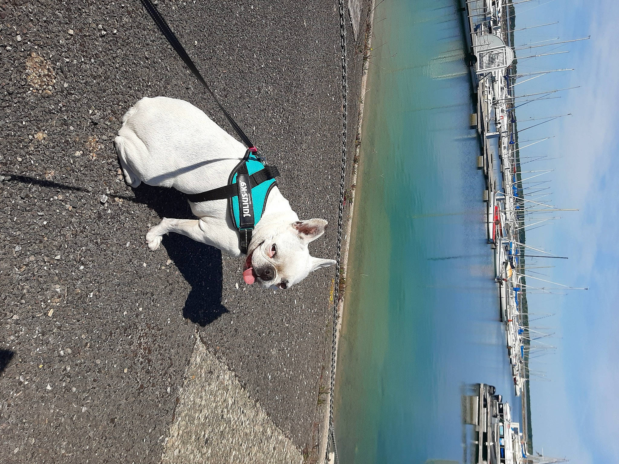 Miya a rejoint le concours — aidez-le/la à gagner de superbes lots ! asphalt, carnivore, collar, companion_dog, concrete, dog, dog_breed, dog_collar, dog_supply, electric_blue, fashion_accessory, fawn, leash, pet_supply, road_surface, sidewalk, tail, tints_and_shades, water, working_animal