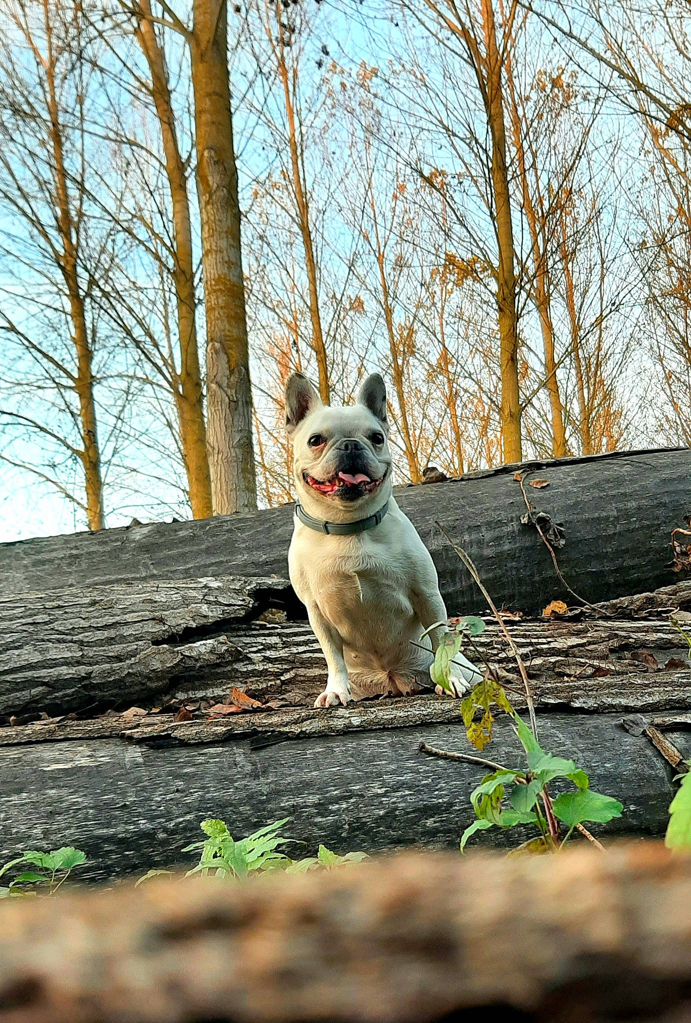Miya participe au concours pour gagner de l'argent avec cette photo : branch, carnivore, companion_dog, dog, dog_breed, fawn, felidae, forest, grass, plant, sky, small_to_medium_sized_cats, snout, sporting_group, tail, tree, trunk, twig, whiskers, wood