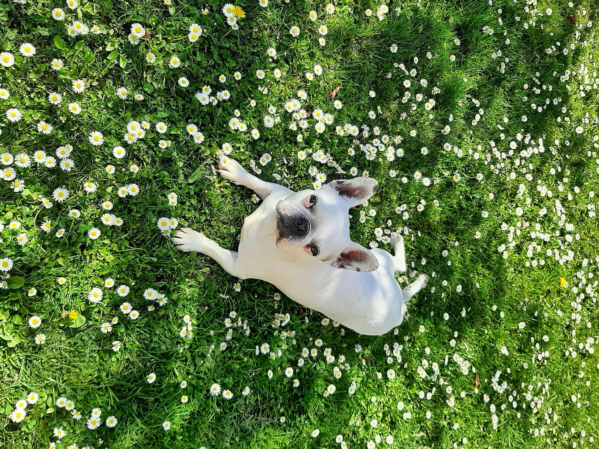 Miya a rejoint le concours — aidez-le/la à gagner de superbes lots ! carnivore, companion_dog, dog, dog_breed, fawn, flower, flowering_plant, grass, grass_family, grassland, green, groundcover, happy, meadow, natural_environment, people_in_nature, petal, plant, shrub, tail