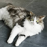 Zouma a rejoint le concours — aidez-le/la à gagner de superbes lots ! cat, fluffy, green_eyes, indoor, gray_floor, relaxed, pet, animal, fur, whiskers, cute, laying_down, mammal, domestic, feline, white_fur, gray_fur, portrait, eyes, floor