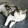 cat, fluffy, green_eyes, indoor, gray_floor, relaxed, pet, animal, fur, whiskers, cute, laying_down, mammal, domestic, feline, white_fur, gray_fur, portrait, eyes, floor