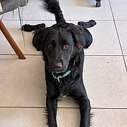 Odin a rejoint le concours — aidez-le/la à gagner de superbes lots ! dog, black_dog, pet, indoor, floor, tile_floor, collar, looking_at_camera, tail, blur, furniture, chair_leg, domestic_animal, canine, laying_down, animal, cute, companion, friendly, household