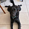 dog, black_dog, pet, indoor, floor, tile_floor, collar, looking_at_camera, tail, blur, furniture, chair_leg, domestic_animal, canine, laying_down, animal, cute, companion, friendly, household