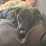 Odin a rejoint le concours — aidez-le/la à gagner de superbes lots ! dog, black_dog, cushion, resting, close_up, indoor, blurred_background, person, blanket, relaxing, soft_light, portrait, companion, pet, cozy, fur, snout, eyes, calm, comfort