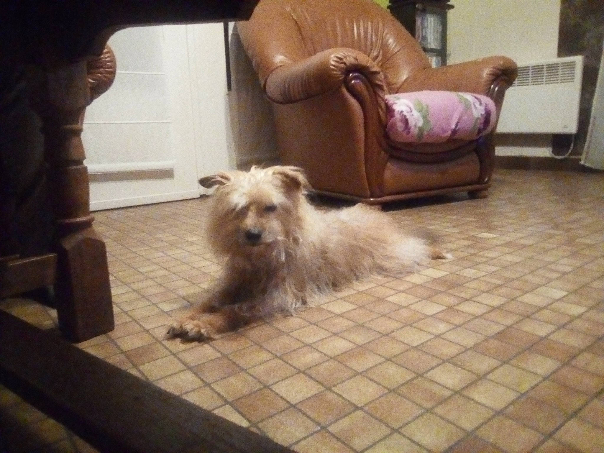 Michel a rejoint le concours — aidez-le/la à gagner de superbes lots ! cairn_terrier, canidae, carnivore, companion_dog, dog, dog_breed, floor, glen_of_imaal_terrier, irish_soft_coated_wheaten_terrier, mammal, norfolk_terrier, norwich_terrier, rare_breed_dog, small_terrier, sporting_group, sporting_lucas_terrier, terrier, vertebrate, west_highland_white_terrier, yorkshire_terrier