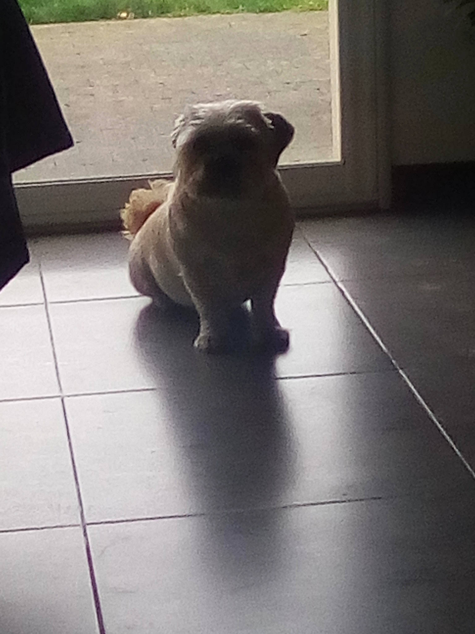 Michel participe au concours pour gagner de l'argent avec cette photo : canidae, carnivore, companion_dog, dog, dog_breed, fawn, floor, flooring, non_sporting_group, pug, puppy, shar_pei, snout, sporting_group, tile, toy_dog