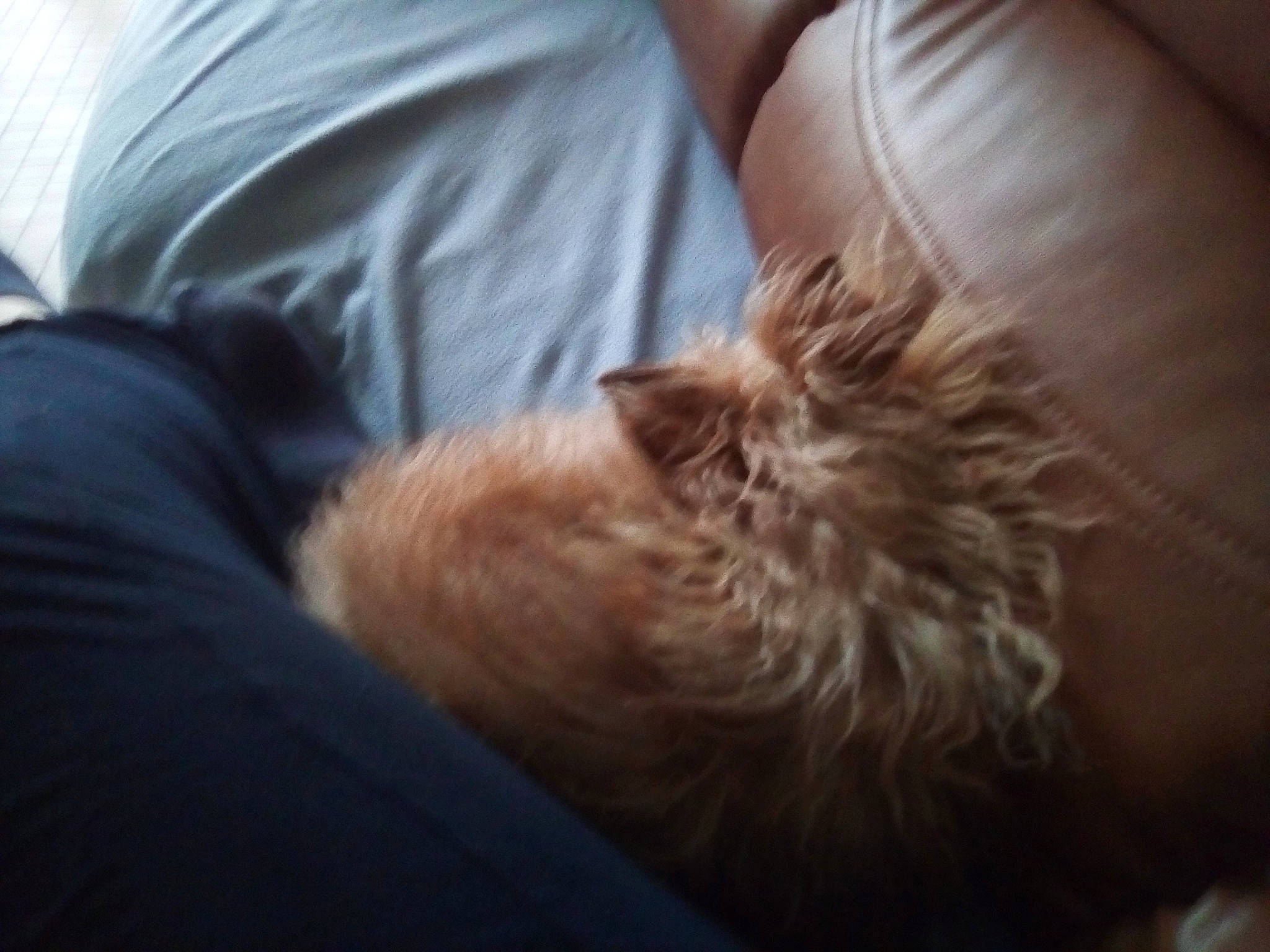 Michel a rejoint le concours — aidez-le/la à gagner de superbes lots ! australian_terrier, blond, cairn_terrier, canidae, carnivore, companion_dog, dog, dog_breed, ear, fawn, morkie, nap, norwich_terrier, puppy, puppy_love, shih_tzu, sleep, sporting_group, terrier, yorkshire_terrier