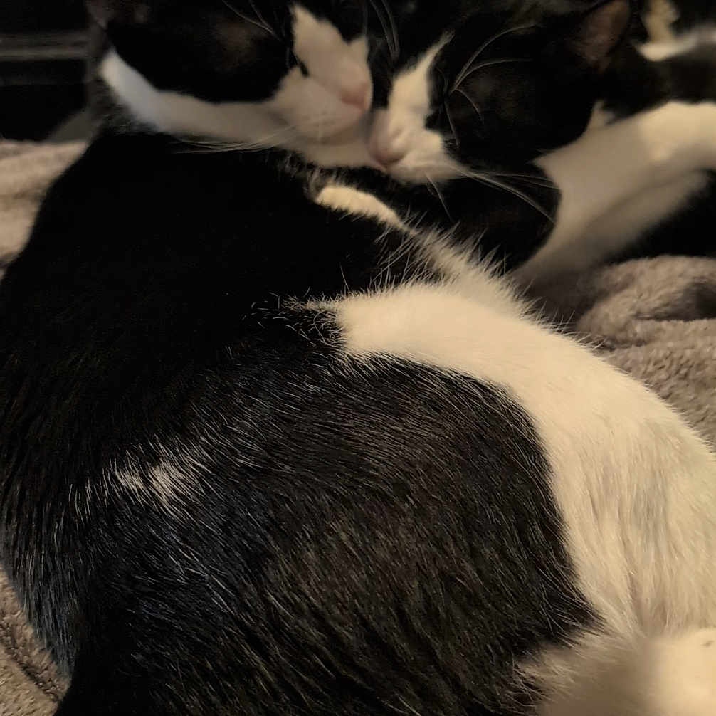 Ashley And Grayson is registered to the contest to win money with this photo: animal, black_and_white, blanket, cat, close_up, companion, cozy, cute, domestic_cat, fur, indoor, pet, relaxing, resting, sleeping, snuggling, soft_texture, tuxedo_cat, two_cats, whiskers