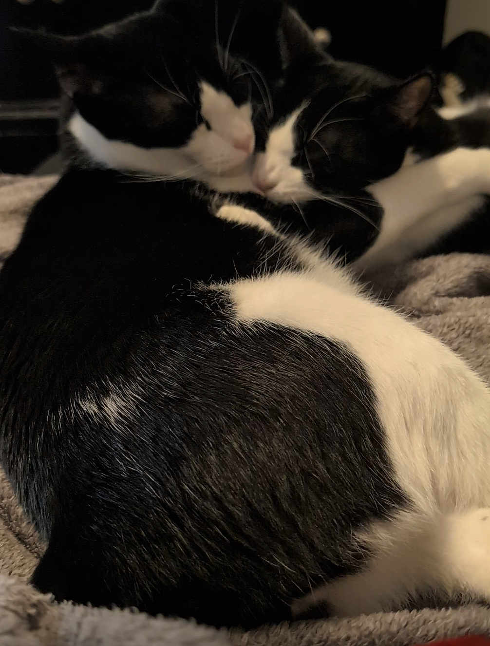 Ashley And Grayson is registered to the contest to win money with this photo: animal, black_and_white, blanket, cat, close_up, companion, cozy, cute, domestic_cat, fur, indoor, pet, relaxing, resting, sleeping, snuggling, soft_texture, tuxedo_cat, two_cats, whiskers