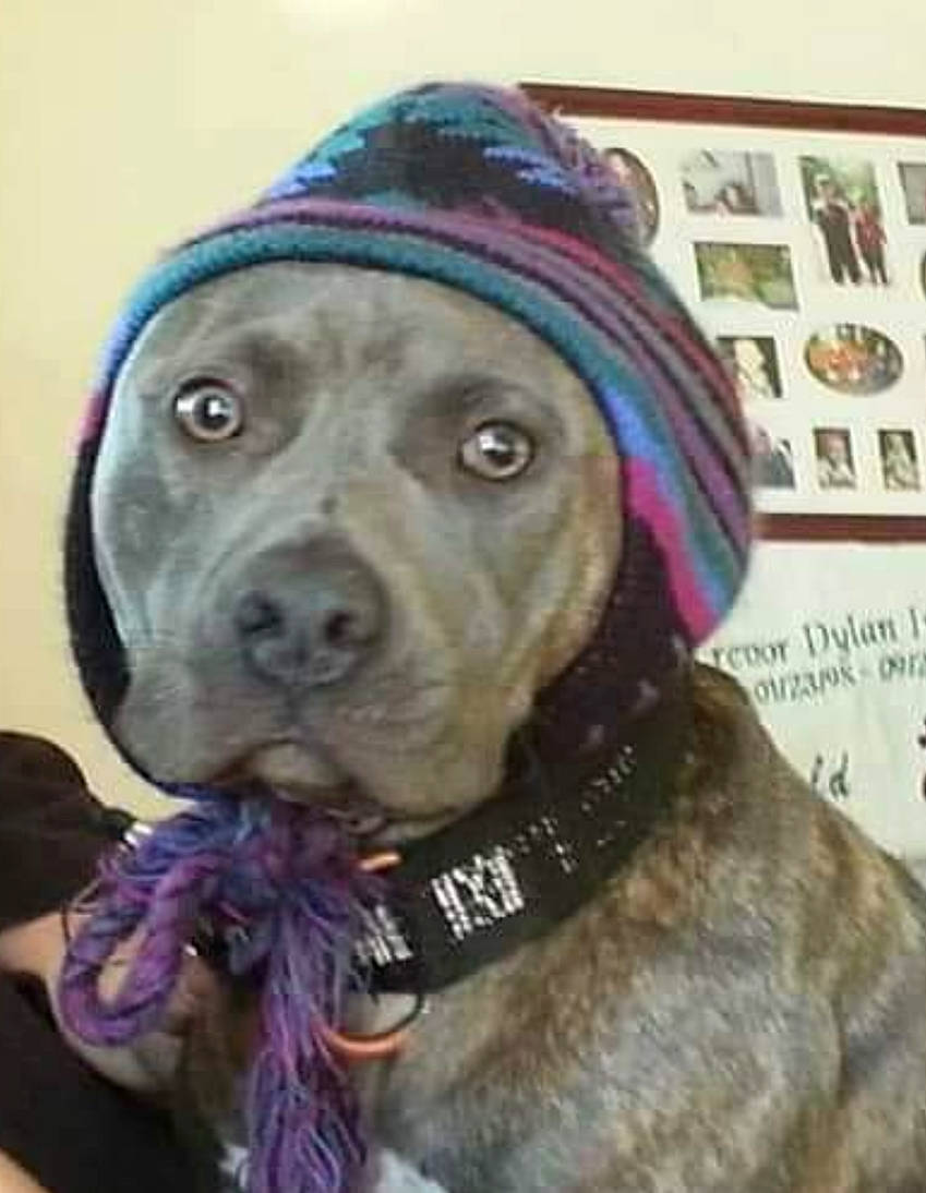 Blue joined the competition — help win amazing prizes! canidae, cap, carnivore, collar, companion_dog, dog, dog_breed, dog_collar, fashion_accessory, fawn, fur, guard_dog, gun_dog, hat, hunting_dog, liver, pet_supply, snout, sporting_group, working_animal