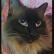 Aura is registered to the contest to win money with this photo: black_fur, blanket, blue_eyes, cat, close_up, cream_fur, ears, feline, fluffy, green_eyes, indoor, long_hair, nose, pet, photography, pink_background, portrait, resting, staring, whiskers