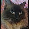 black_fur, blanket, blue_eyes, cat, close_up, cream_fur, ears, feline, fluffy, green_eyes, indoor, long_hair, nose, pet, photography, pink_background, portrait, resting, staring, whiskers