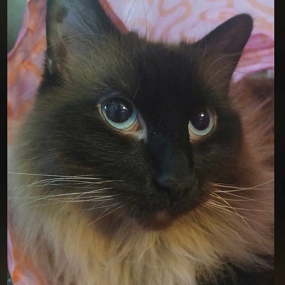 Aura is registered to the contest to win money with this photo: black_fur, blanket, blue_eyes, cat, close_up, cream_fur, ears, feline, fluffy, green_eyes, indoor, long_hair, nose, pet, photography, pink_background, portrait, resting, staring, whiskers