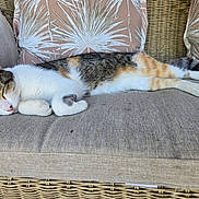 Cali is registered to the contest to win money with this photo: cat, calico, sleeping, couch, cushions, wicker_furniture, beige, indoor, relaxing, pet, feline, nap, resting, cozy, fur, animal, home, comfort, peaceful, cute