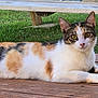 Cali is registered to the contest to win money with this photo: animal, calico_cat, cat, closeup, cute, daylight, domestic_animal, feline, fur, grass, lying_down, nature, outdoor, pet, picnic_table, relaxed, resting, whiskers, wooden_deck, yellow_eyes