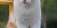 Cali is registered to the contest to win money with this photo: alert, animal, background_blur, calico_cat, cat, close_up, cute, domestic_animal, feline, fur, green_eyes, mammal, nature, outdoor, pet, portrait, sitting, whiskers, wood, yellow_railing