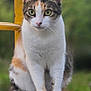 alert, animal, background_blur, calico_cat, cat, close_up, cute, domestic_animal, feline, fur, green_eyes, mammal, nature, outdoor, pet, portrait, sitting, whiskers, wood, yellow_railing