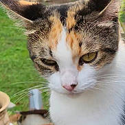 Cali joined the competition — help win amazing prizes! cat, calico, close_up, outdoor, garden, plant_pot, greenery, animal, pet, whiskers, ears, fur, face, curious, serious, nature, daylight, mammal, feline, portrait