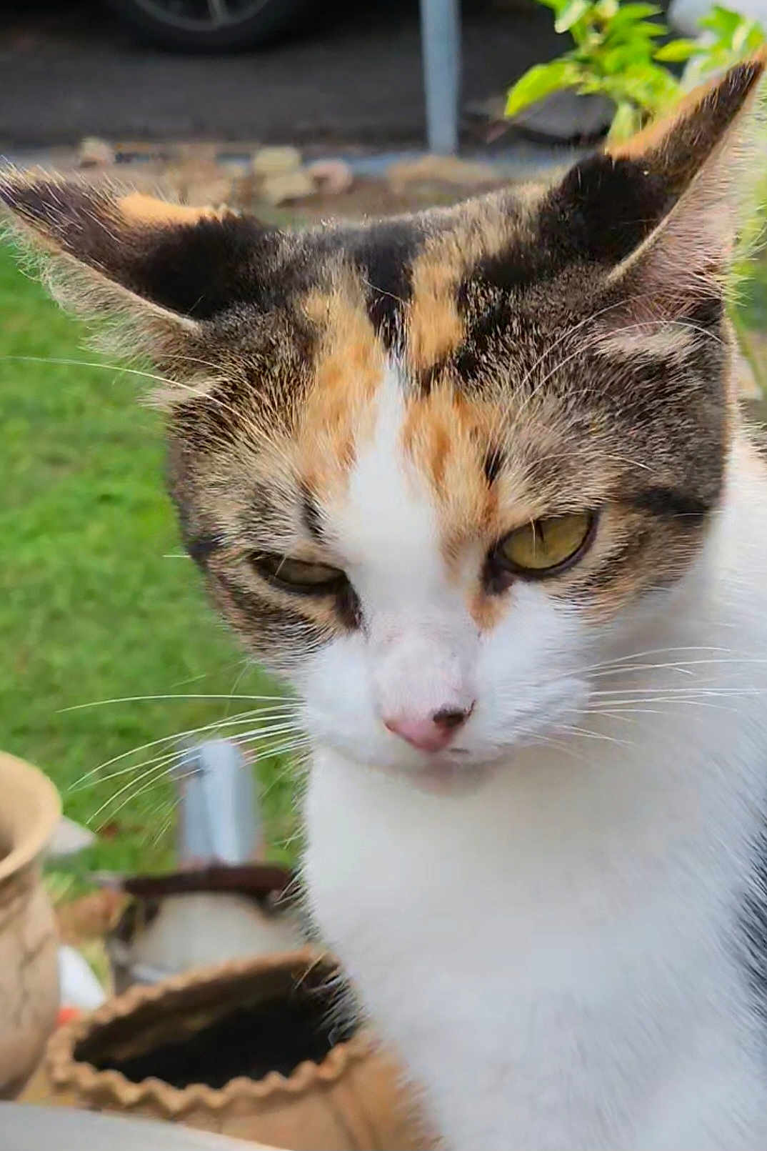 Cali joined the competition — help win amazing prizes! cat, calico, close_up, outdoor, garden, plant_pot, greenery, animal, pet, whiskers, ears, fur, face, curious, serious, nature, daylight, mammal, feline, portrait
