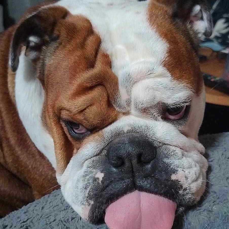 Maya a rejoint le concours — aidez-le/la à gagner de superbes lots ! animal, bodypart, boxer, bulldog, canine, dog, face, frenchbulldog, head, indoors, mouth, person, pet, photography, pitbull, portrait, puppy, sleeping, snout, tongue