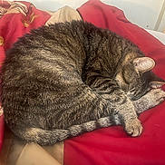 Peanut is registered to the contest to win money with this photo: cat, tabby, sleeping, curled_up, indoor, blanket, red_blanket, fur, pet, resting, cozy, animal, cute, domestic_cat, whiskers, tail, paw, relaxed, bed, soft