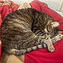 cat, tabby, sleeping, curled_up, indoor, blanket, red_blanket, fur, pet, resting, cozy, animal, cute, domestic_cat, whiskers, tail, paw, relaxed, bed, soft