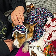 Oscar is registered to the contest to win money with this photo: animal, blanket, clothing, colorful, comfort, couch, dog, fabric, fleece, hand, headwear, indoor, patterned, paw, person, pet, relaxation, resting, sleeping, warm